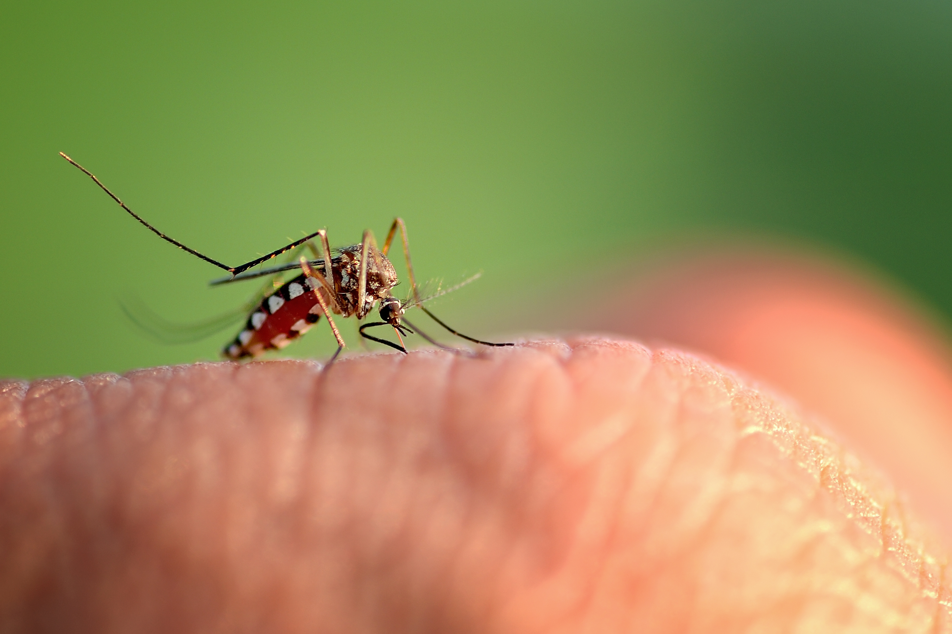 close-up macro mosquito bite hand more detail